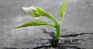 Hoc ke toan thuc te o thanh hoa Cuộc sống không phải lúc nào cũng trải đầy hoa hồng. Có những ngày ta cảm thấy mệt mỏi, thất vọng